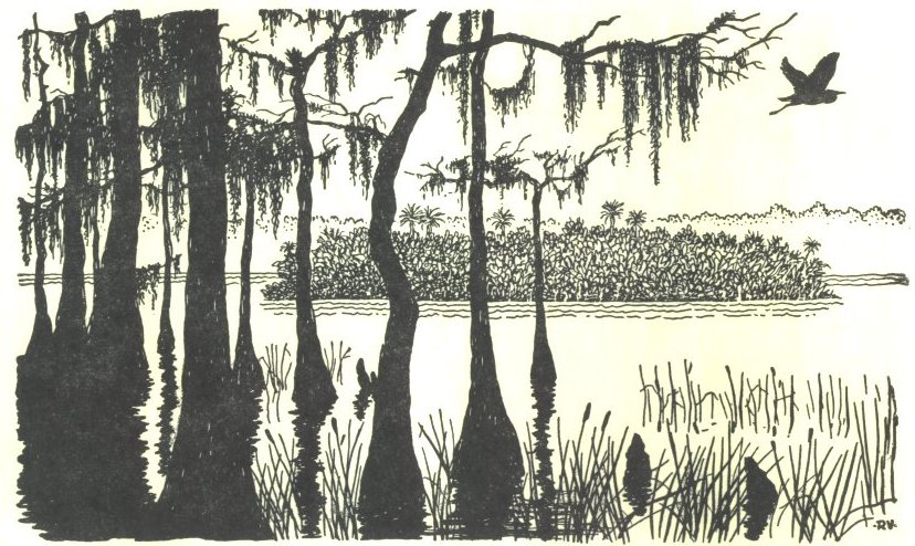 Image of Everglades
