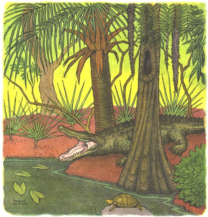 Image of an alligator.