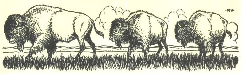 Image of three buffalo